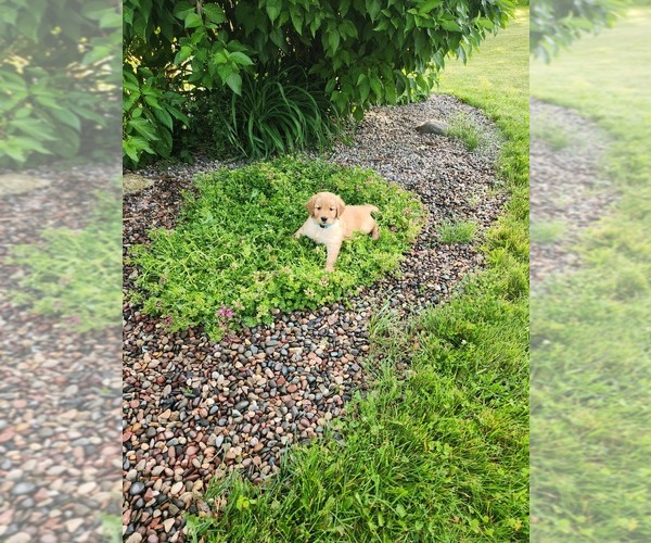 Medium Photo #4 Golden Retriever Puppy For Sale in DAKOTA, MN, USA