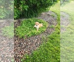 Small #3 Golden Retriever