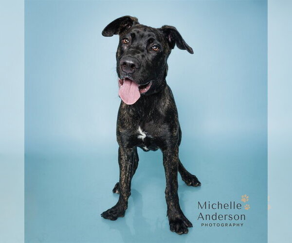 Medium Photo #2 Mastiff-Unknown Mix Puppy For Sale in Corona, CA, USA