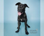 Small #1 Mastiff Mix