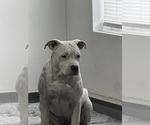 Small #8 American Bulldog-American Staffordshire Terrier Mix