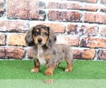 Small Photo #1 Dachshund Puppy For Sale in BEL AIR, MD, USA