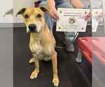 Small #1 Labrador Retriever Mix