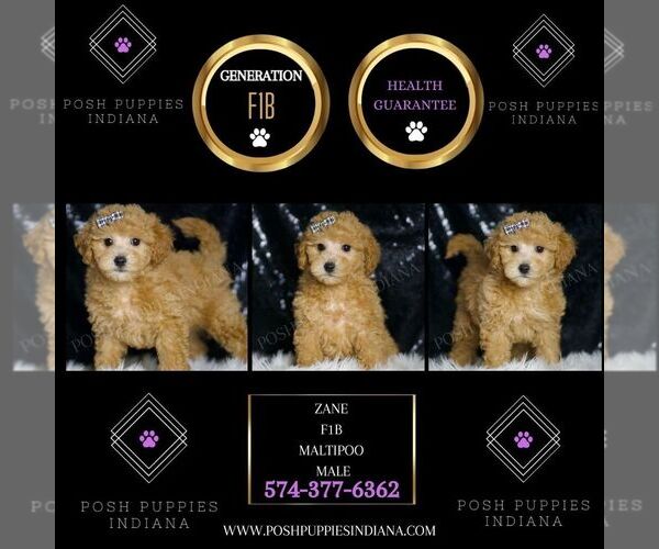 Medium Photo #99 Maltipoo (Miniature) Puppy For Sale in WARSAW, IN, USA
