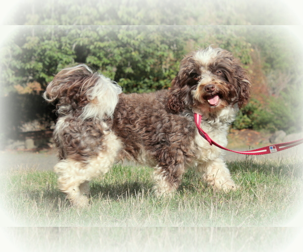 Medium Photo #1 Havanese Puppy For Sale in RAINIER, OR, USA