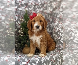 Goldendoodle (Miniature) Puppy for sale in OXFORD, PA, USA