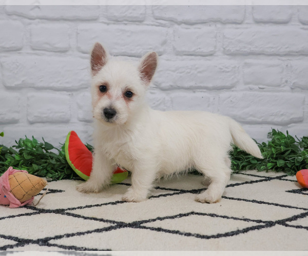 Medium Photo #2 West Highland White Terrier Puppy For Sale in SYRACUSE, IN, USA