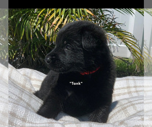 German Shepherd Dog Puppy for Sale in CAPE CORAL, Florida USA