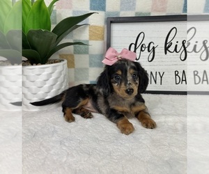 Dachshund Puppy for sale in FRANKLIN, IN, USA