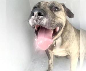 A662144 - Male Mastiff Dog for Adoption - Photo #2