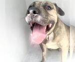 Small Photo #2 Mastiff Puppy For Sale in Houston, TX, USA