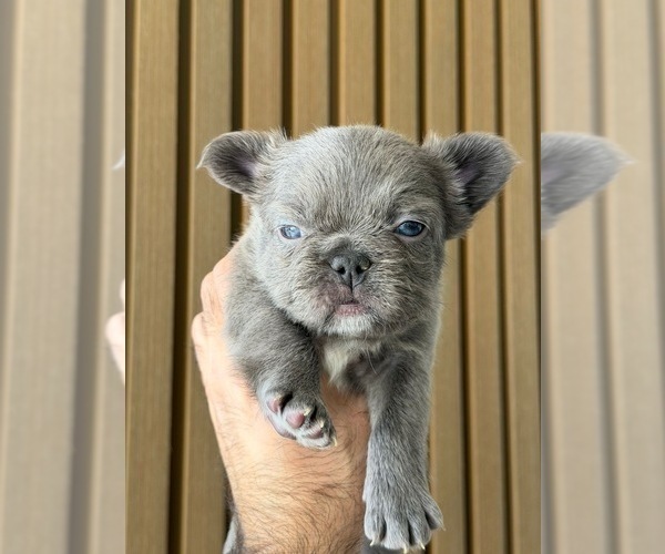 Medium Photo #4 French Bulldog Puppy For Sale in PHOENIX, AZ, USA