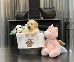 Puppy Miss Lemon Golden Retriever