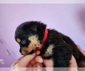Rottweiler Puppy for sale in SIGOURNEY, IA, USA
