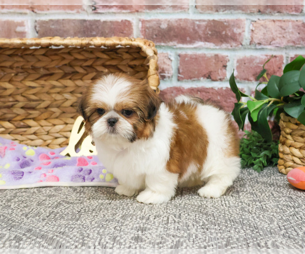 Medium Photo #1 Shih Tzu Puppy For Sale in SYRACUSE, IN, USA