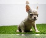 Small Photo #16 French Bulldog Puppy For Sale in DANIA, FL, USA
