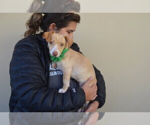 Ursula - Female Chihuahua-Unknown Mix Dog for Adoption - Photo #2
