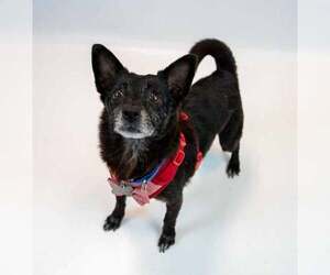 Newton - Male Chihuahua-Unknown Mix Dog for Adoption - Photo #5