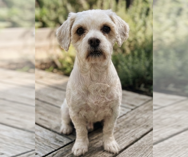 Medium Photo #2 Hava-Apso Puppy For Sale in Newport Beach, CA, USA