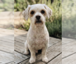 Small #1 Hava-Apso