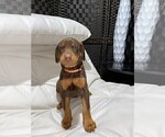 Small Photo #7 Doberman Pinscher Puppy For Sale in BUCKEYE, AZ, USA