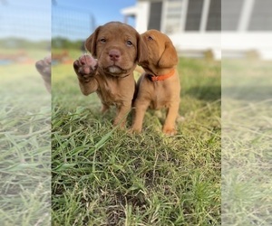 Labrador Retriever Puppy for sale in COMMERCE, TX, USA