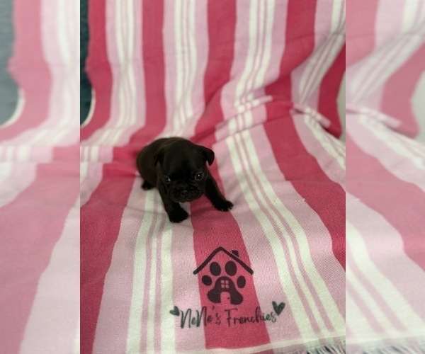 Medium Photo #4 French Bulldog Puppy For Sale in OPP, AL, USA