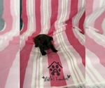 Small #3 French Bulldog