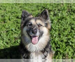 CHULA - Female German Shepherd Dog Dog for Adoption - Photo #2