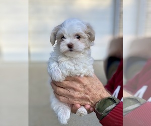 Maltese Puppy for sale in CORNERSVILLE, TN, USA