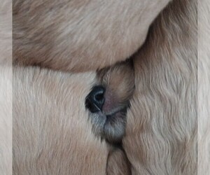 Golden Retriever Puppy for sale in GOODELLS, MI, USA