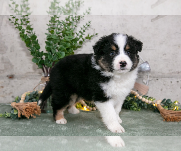 Medium Photo #2 Australian Shepherd Puppy For Sale in CAMDEN, MI, USA