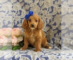 Small Cockapoo-Poodle (Miniature) Mix