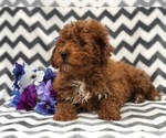 Small Photo #8 Poodle (Toy) Puppy For Sale in EAST EARL, PA, USA