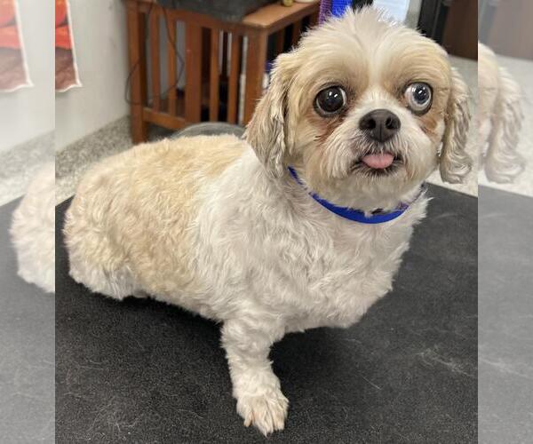 Medium Photo #3 Shih Tzu Puppy For Sale in Westminster, MD, USA