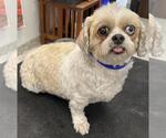 Small #2 Shih Tzu