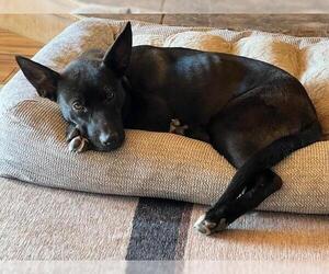 Labrador Retriever-Unknown Mix Dogs for adoption in Fallbrook, CA, USA