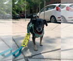 Small Photo #16 Mutt Puppy For Sale in Philadelphia, PA, USA