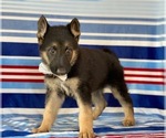 Small #1 German Shepherd Dog