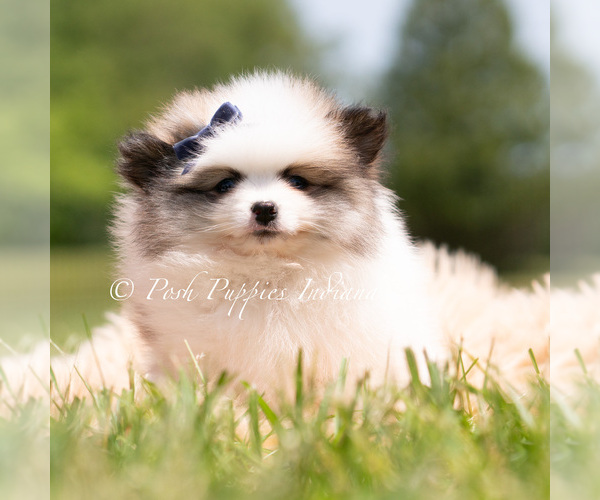 Medium Photo #9 Pomeranian Puppy For Sale in WARSAW, IN, USA