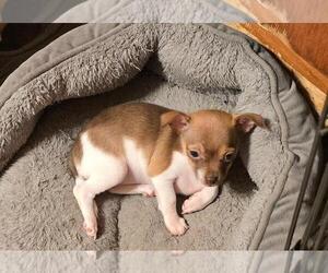 Chihuahua Puppy for sale in SPRINGFIELD, OH, USA