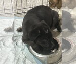Small #3 Mutt