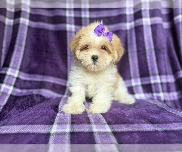 Medium Photo #5 Lhasa Apso Puppy For Sale in LAKELAND, FL, USA