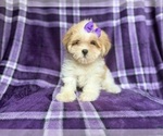 Small #4 Lhasa Apso