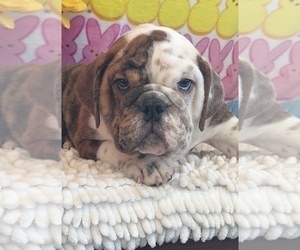 Bulldog Puppy for sale in MARTINSVILLE, IN, USA