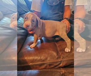 American Pit Bull Terrier Puppy for sale in INDIANAPOLIS, IN, USA