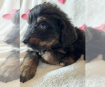 Small Photo #11 Bernedoodle Puppy For Sale in HARROGATE, TN, USA