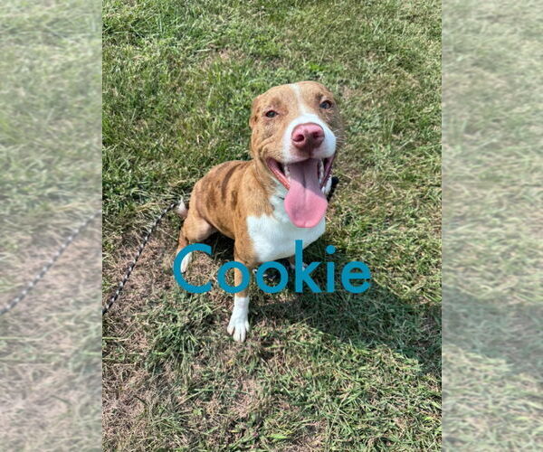 Medium Photo #2 American Pit Bull Terrier-Australian Shepherd Mix Puppy For Sale in Cromwell, KY, USA