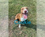 Small #1 American Pit Bull Terrier-Australian Shepherd Mix