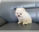Small Photo #2 Pomeranian Puppy For Sale in SANTA CLARA, CA, USA